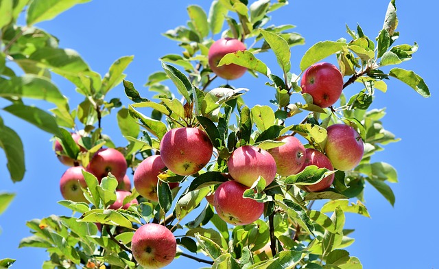 Metody przechowywania jabłek pozwalające robić to bezpiecznie