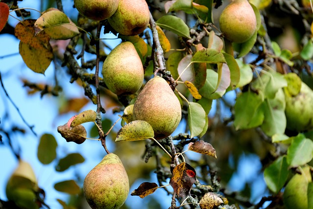 Odpowiednie warunki przechowywania jabłek w chłodni