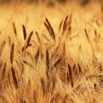 Omówienie różnych metod i narzędzi używanych do zwalczania chwastów w rolnictwie